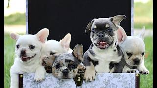 Video preview image #1 French Bulldog Puppy For Sale in RONKS, PA, USA