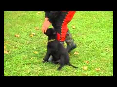 Artzain Sibaryani - defence, obedience - 9 weeks