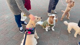 Golden retriever puppy Bisuke He made a lot of friends♪