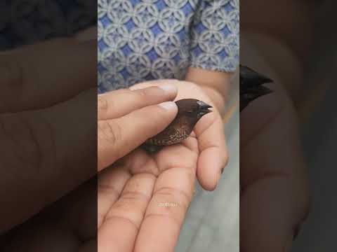 Munia Bird 😍 #shorts #munia