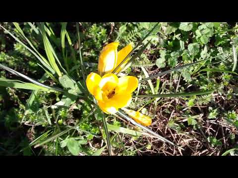 Pszczoły na krokusach 2024 02 24 10h52`01``