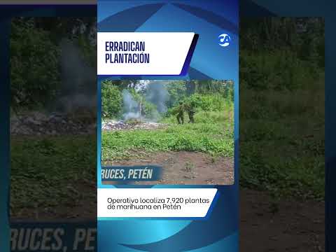 El Ejército de Guatemala informó sobre la localización y erradicación de una plantación de marihuana