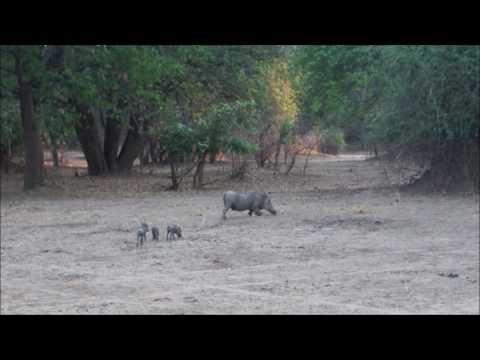 warthogs in a row