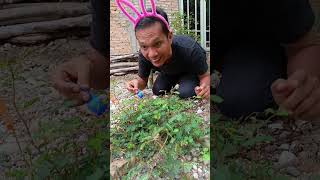 Download lagu sensitive plant #funny #shorts #trending #subscribe mp3