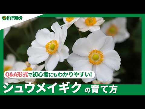 菊:鉢植えや庭植えに最適 植物
