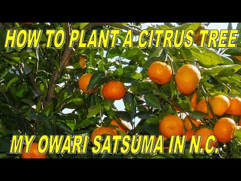 download lagu mp3 mp4 Cold Tolerant Citrus Trees, download lagu Cold Tolerant Citrus Trees gratis, unduh video klip Cold Tolerant Citrus Trees