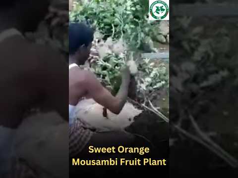 Sweet Orange Mousambi Fruit Plant