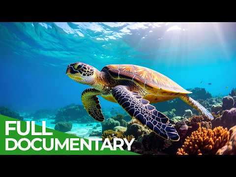 Turtles – The Fascinating World Beneath the Shell | Little Matters | Free Documentary Nature