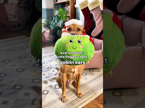 which was your favourite goblin moment? 🥹🥰❤️ #labrador #funnydog #goblin #shorts