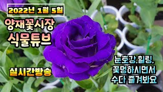 2022년 1월 5일 수요일 예쁜식물보면서 수다떨어봐요 #양재꽃시장 #식물튜브