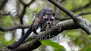 Download lagu Suara Pemikat Musang Pandan luwak atau careuh mp3 Download lagu Suara Pemikat Musang Pandan luwak atau careuh mp3