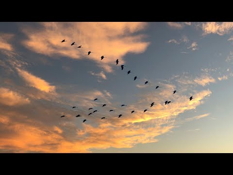 Thunderbird - Quiet Riot