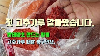 고추농사 달고맛좋은 첫 고추가루 갈아봤습니다 반태양초 고춧가루 고추재배방법