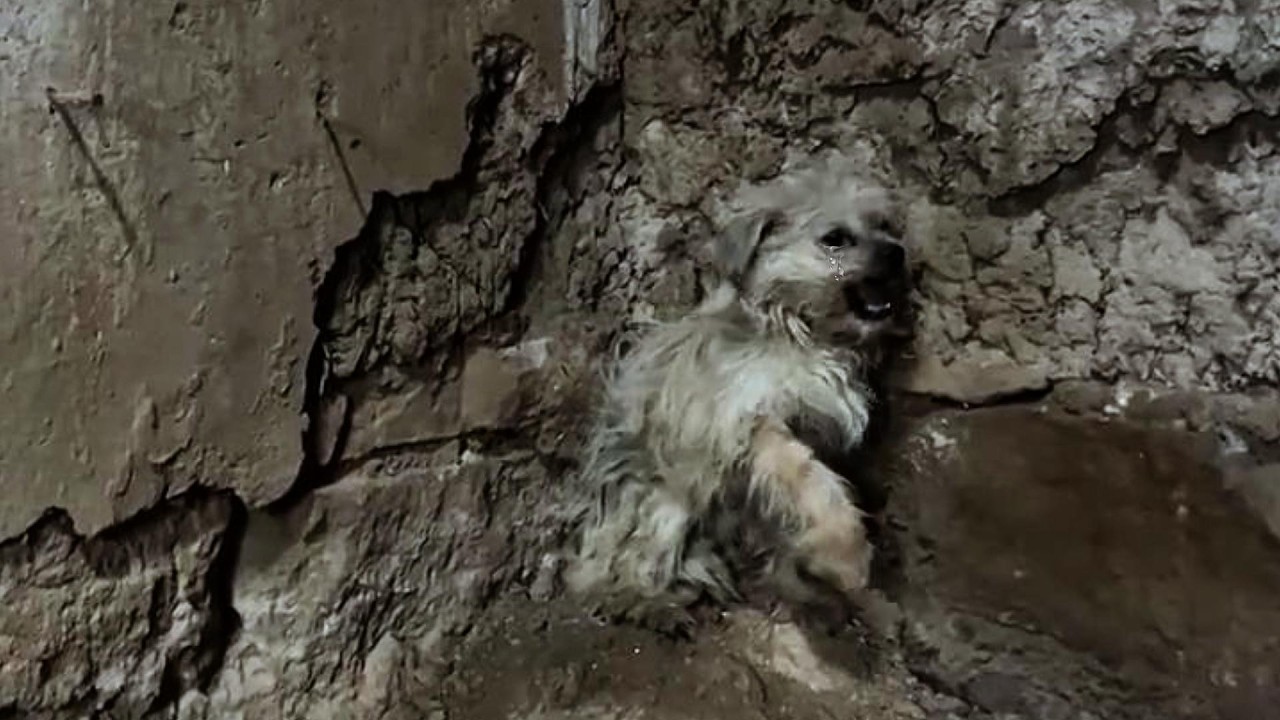 "Don't hit me." He was abused for a long time and curled up in the corner in fear, trembling