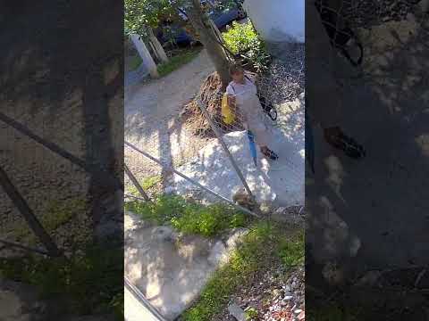 What?! 😳 Instant Karma? #animals #cat #catshorts #catshort #cats  #catsofyoutube #catvideo #mexico