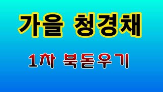 [텃밭농부.798]  가을 청경채에 1차 북돋우기 $청경채재배