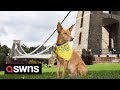 Lost Dog Dubbed Wonder Pup Walks Himself Home FIVE MILES Across Busy UK SWNS