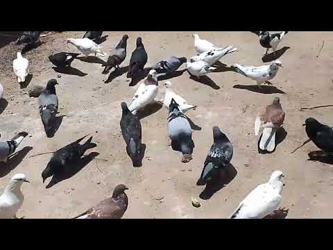 Hungry Pigeon Eating Delicious meals in Safina Farm