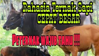 Download lagu The Secret to Fast Cattle Fattening | Cattle Farming in Bali mp3