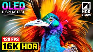 Birds Animal Planet OLED HDR Test | Dolby Vision 16K HDR 240fps (8K/4K Video TV)