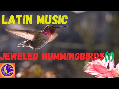 Latin Music:  (Part 1) Hummingbirds - Jeweled Messengers of the Skies