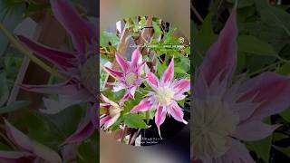 🌸#クレマチスジョセフィーヌ Clematis 'Josephine'🌿