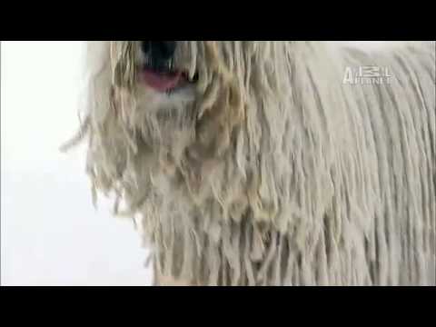 Pet4you.gr: Dogs Komondor - Κόμοντορ