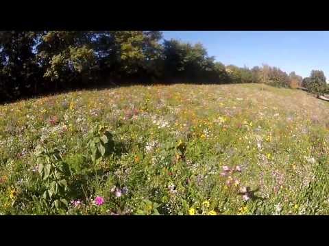 Blumenwiese Hegau-Camping Kurzversion