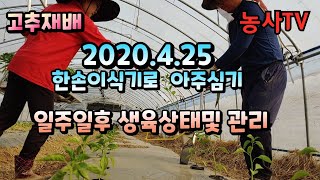 고추재배, 2020년 4월 25일 한손 이식기로 아주심기 한 후 일주일 후 생육상태 및 관리 [농사TV]