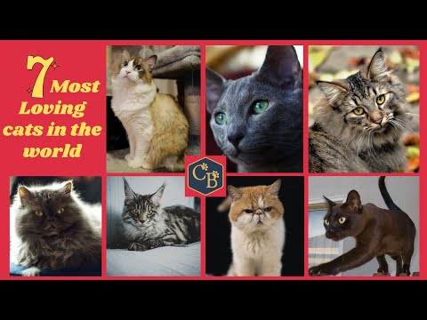 The 7 Most Affectionate Cats 😻 (Loving Cat Breeds)