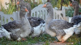 Смотреть онлайн Рассказ фермера о тулузской породе гусей
