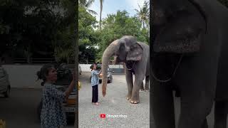 കാവേരിക്ക് വിഷു സമ്മാനങ്ങളായി i kaveri elephant malappuram aana kaveri shorts