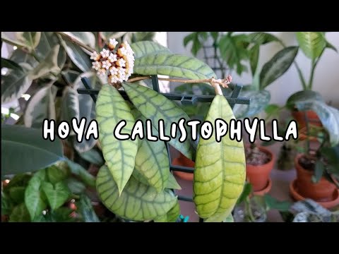 HOYA CALLISTOPHYLLA CARE AND TRICKS TO GET FLOWERS | Propagation Too.