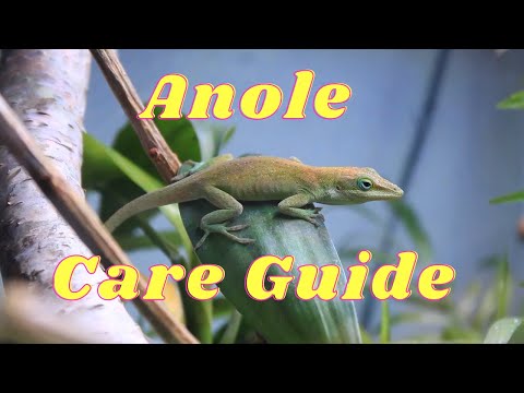 Everything you need to know about anole lizard care