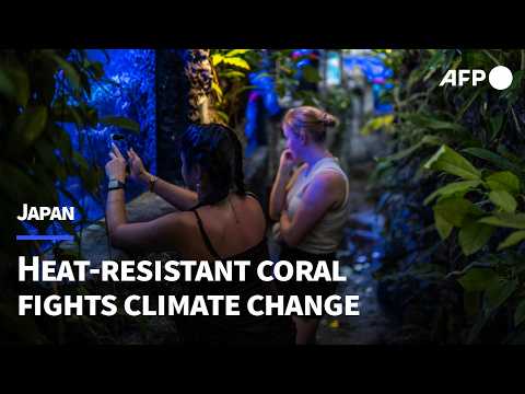 Video Thumbnail: Japan coral protectors race to save reefs from heat 'bomb' | AFP