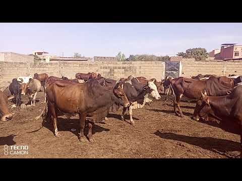 , title : 'Pour un succès en embouche bovine au Mali : un bel exemple.'
