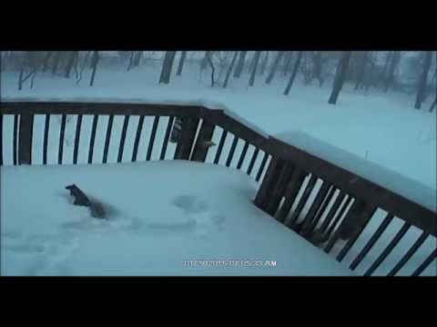 Blizzard 2015 - Lunenburg MA - Squirrel on Deck - 2015-01-27