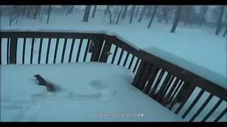 preview picture of video 'Blizzard 2015 - Lunenburg MA - Squirrel on Deck - 2015-01-27'