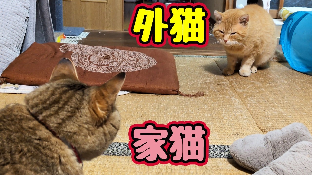 家猫に歩みよる【元野良猫】