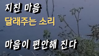 지친 마음 달래주는 편안한 소리 (꼭 들어보세요)Frogcrying sound