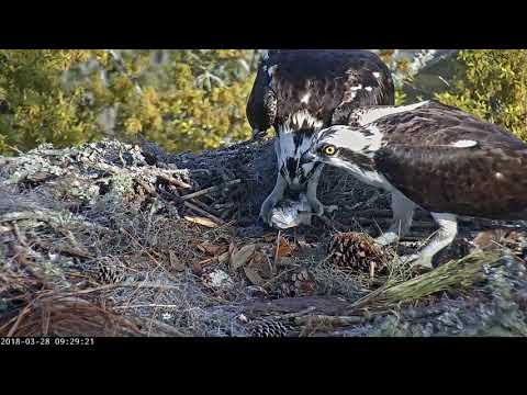 Big Breakfast For Female Osprey In Savannah – March 28, 2018