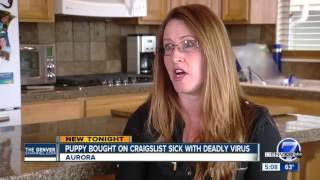 Puppy bought on Craigslist sick with deadly virus