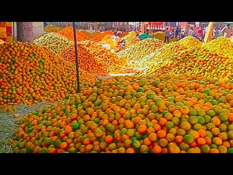 Extreme orange essential oil production processing method. Citrus Processing in biggest factory