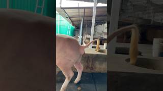 Download lagu A beautiful albino buffalo standing up and taking a toilet#buffalo #dung #farmlife #treanding #short mp3 Download lagu A beautiful albino buffalo standing up and taking a toilet#buffalo #dung #farmlife #treanding #short mp3