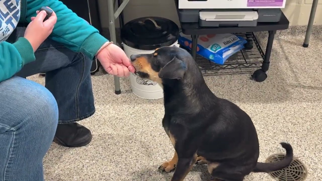 Enlarge Glory, a Adoptable mixed breed in San Antonio, TX video 6/6