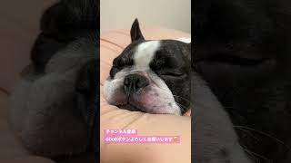 ワンコの寝顔可愛すぎだろ#shorts