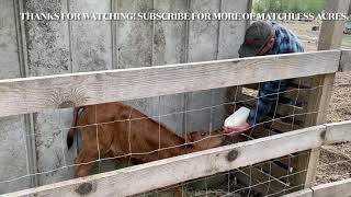 How to treat Mastitis with Today Cephapirin Sodium