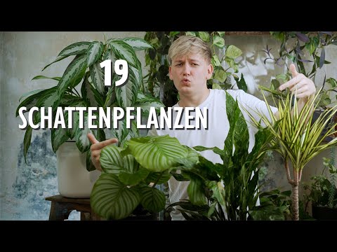 , title : 'TOP 19 Zimmerpflanzen für DUNKLE Standorte 🌥'