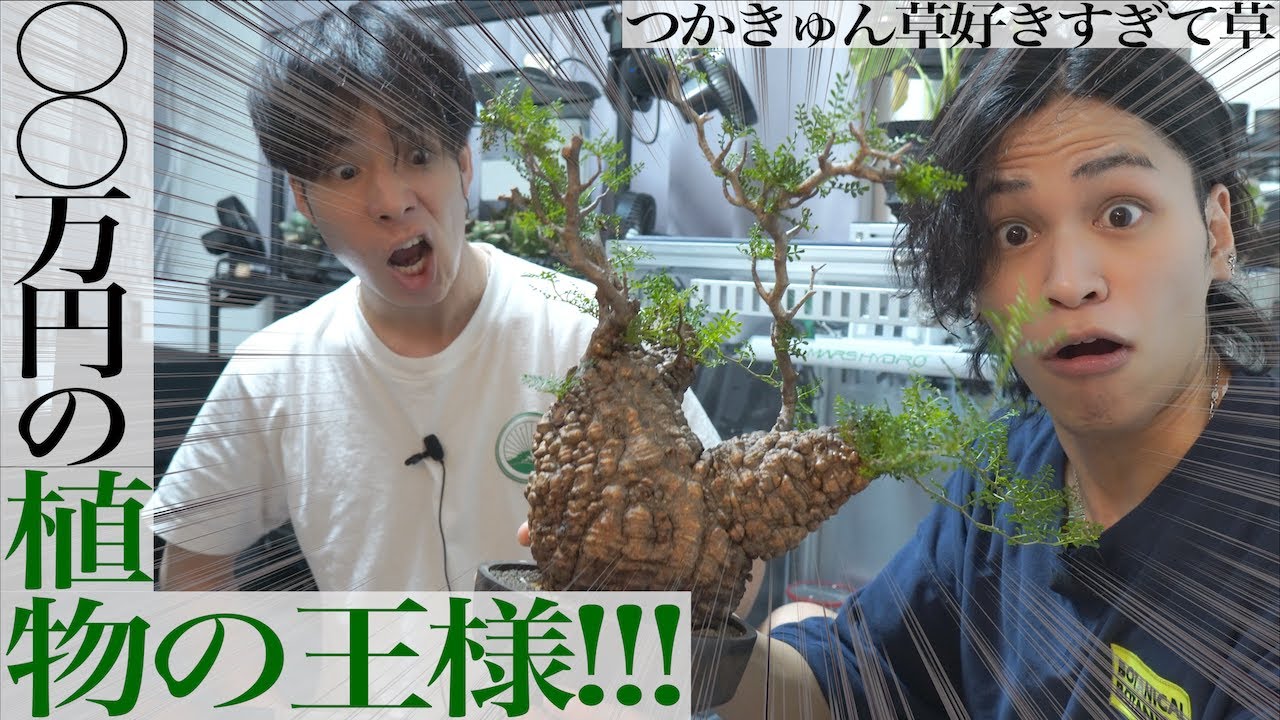 【〇〇万円…!!!】憧れの｢植物の王様｣オペルクリカリアパキプスを遂に購入！【BOTANICALBOTANICAL】#つかきゅん草好きすぎて草