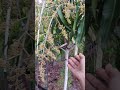 My Mango Is Blooming And It S Gorgeous